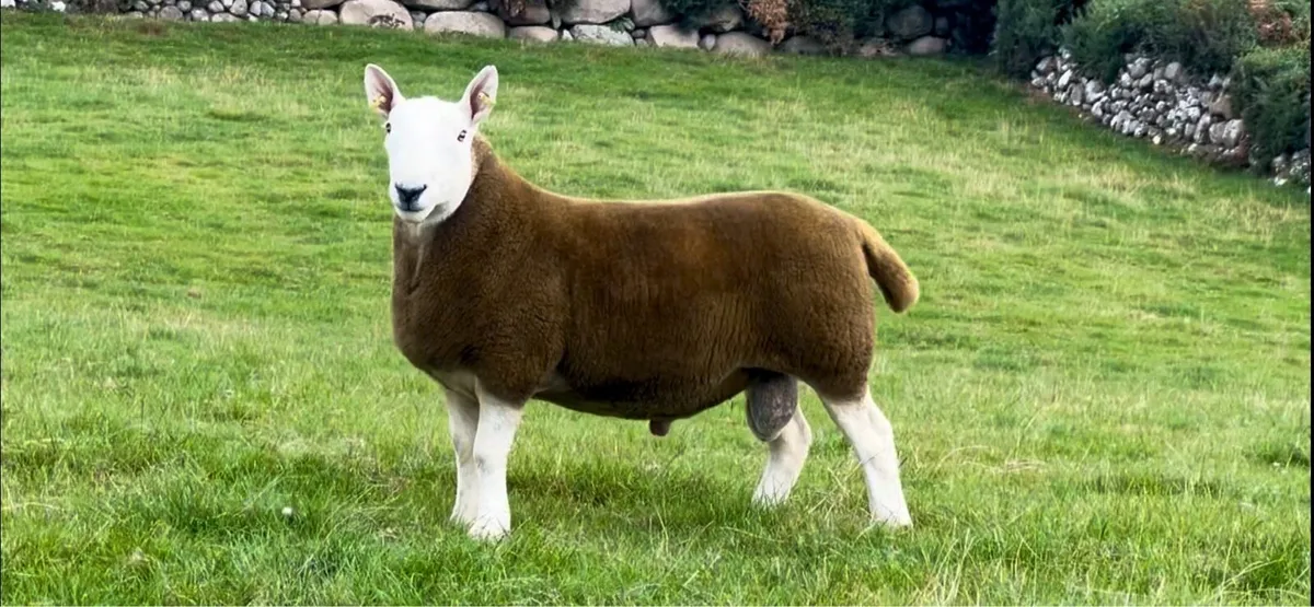 North Country Cheviot Rams - Image 4