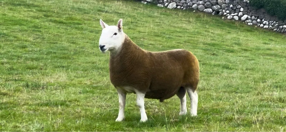 North Country Cheviot Rams - Image 1