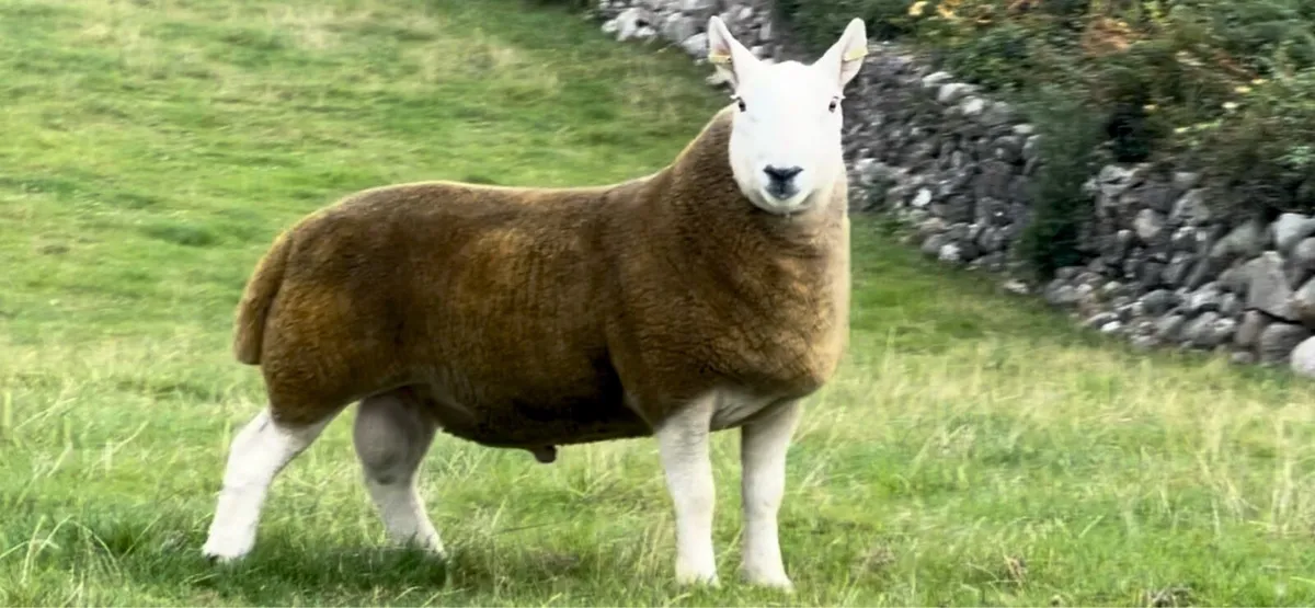 North Country Cheviot Rams - Image 2