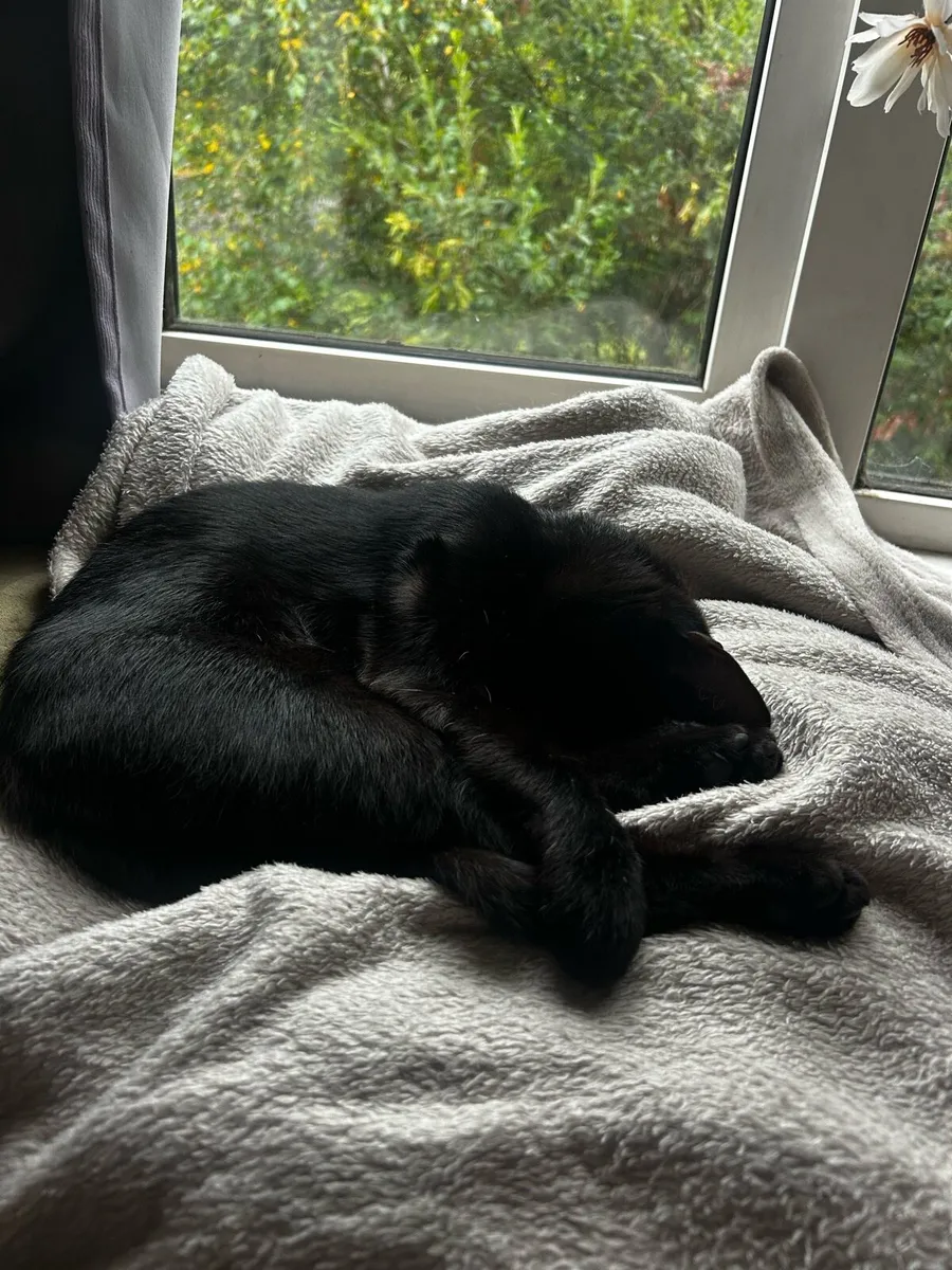 1 year old female - Image 3