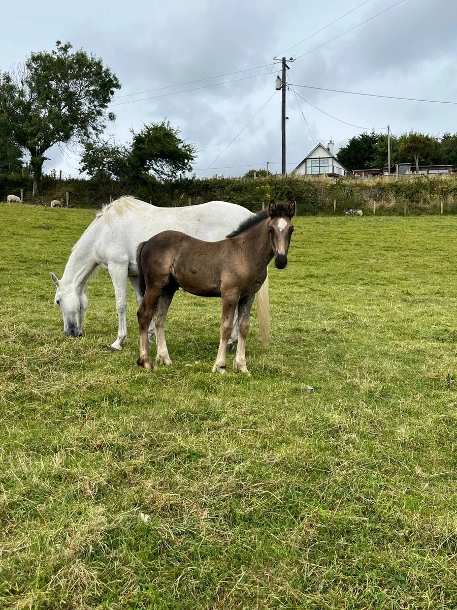 Foal - Image 1