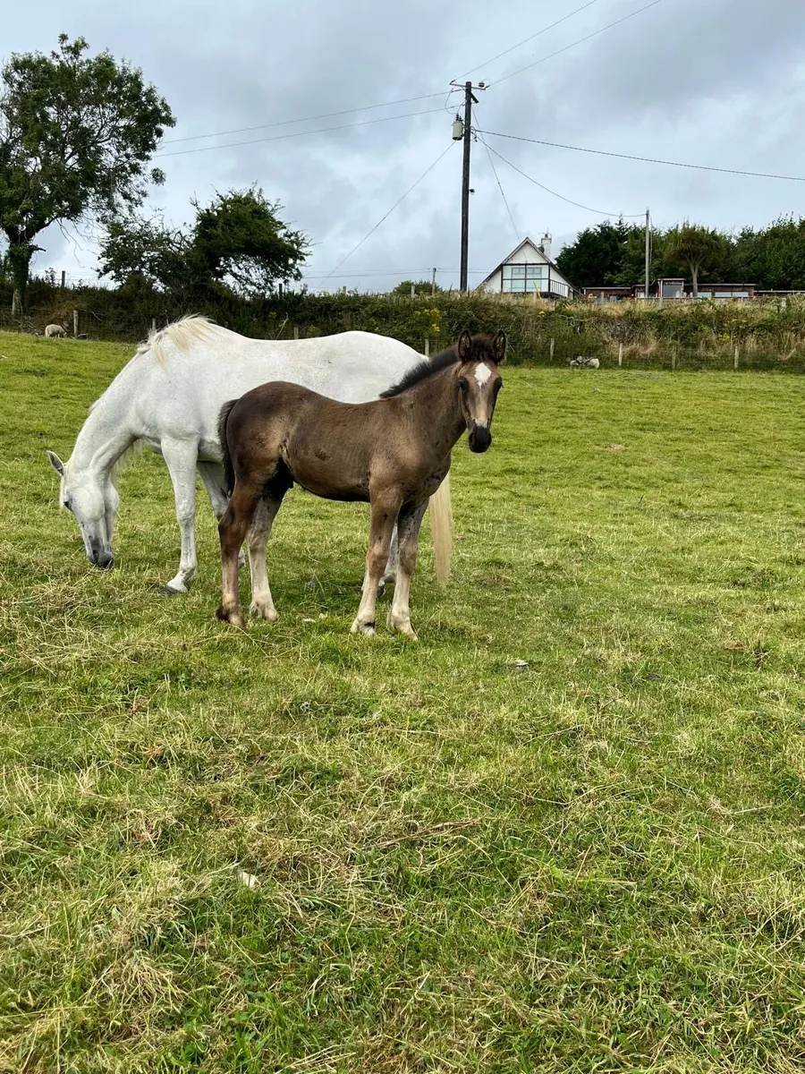 Foal - Image 2