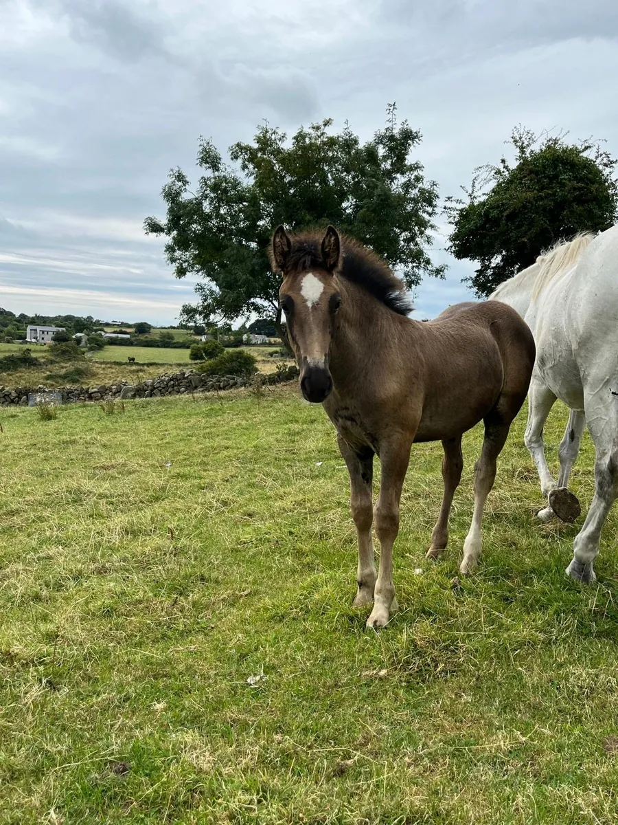 Foal - Image 4