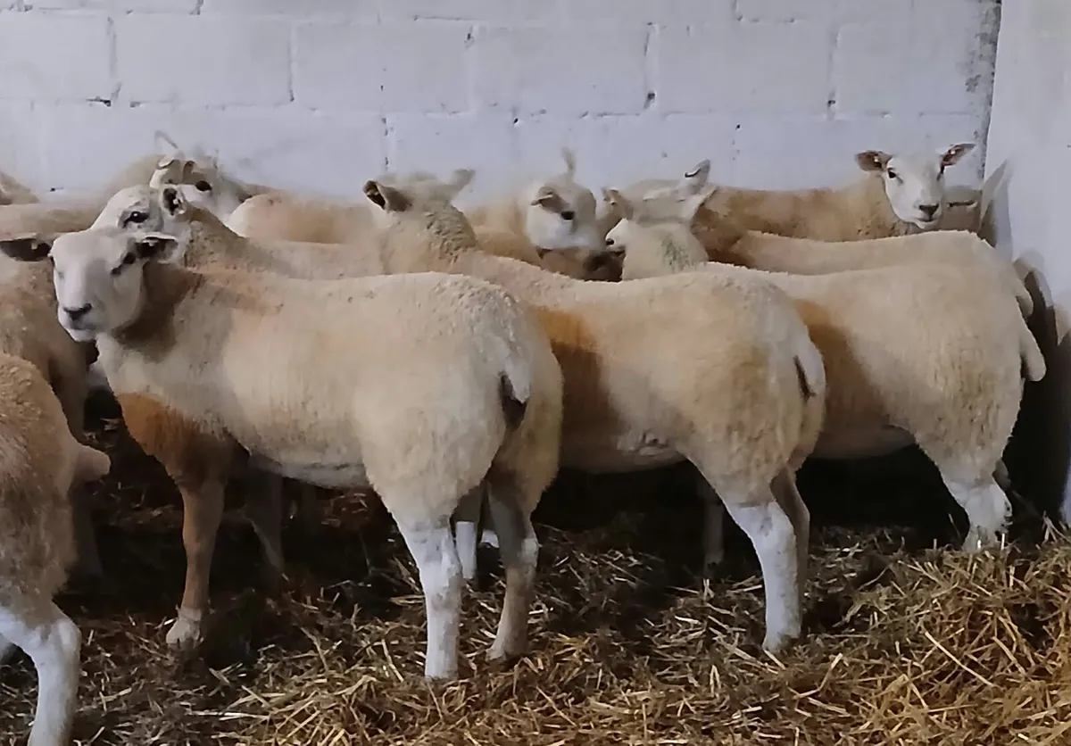Texel x lambs - Image 4