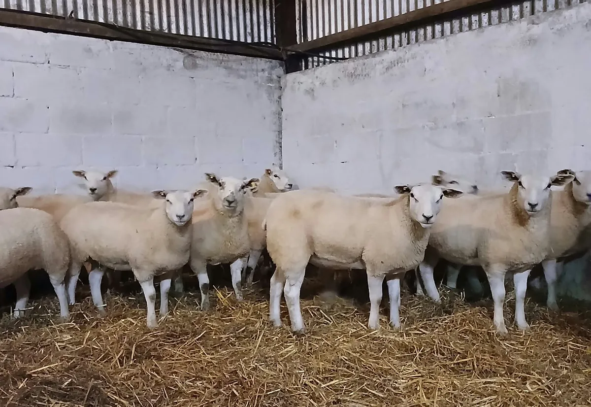Texel x lambs - Image 1
