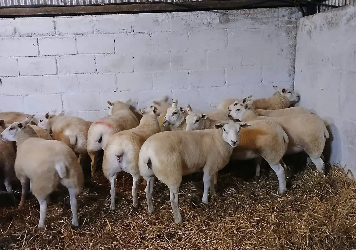 Texel x lambs - Image 2