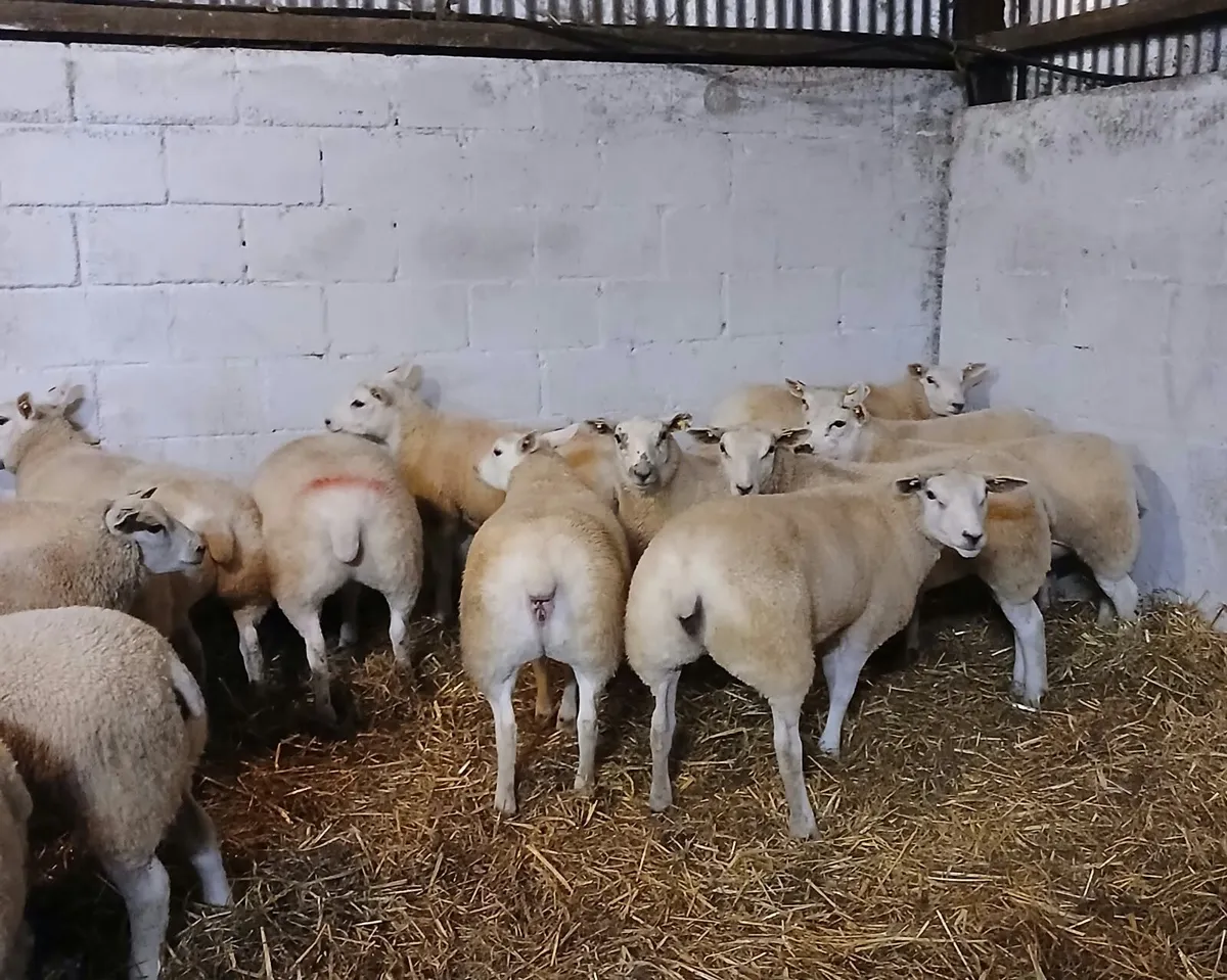 Texel x lambs - Image 3