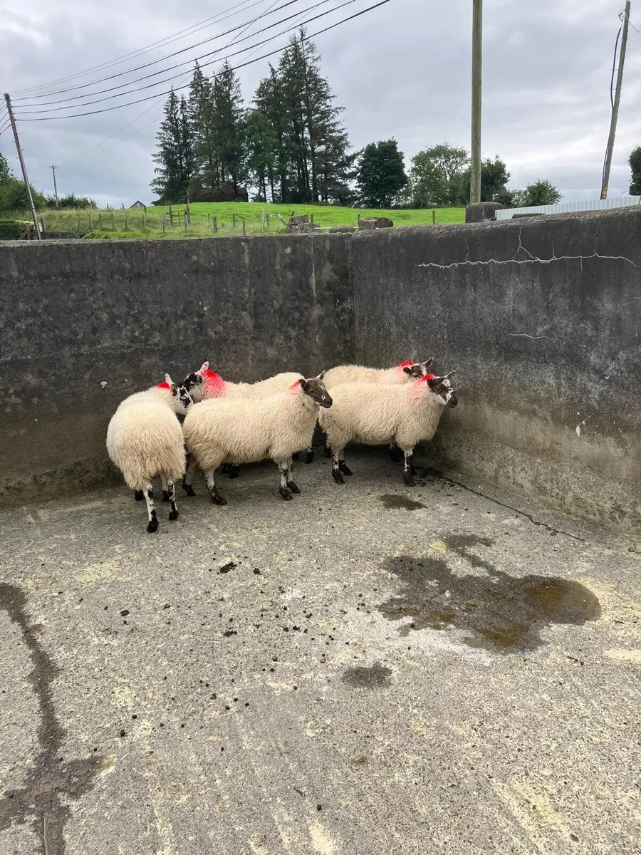 Cheviot x lambs - Image 2