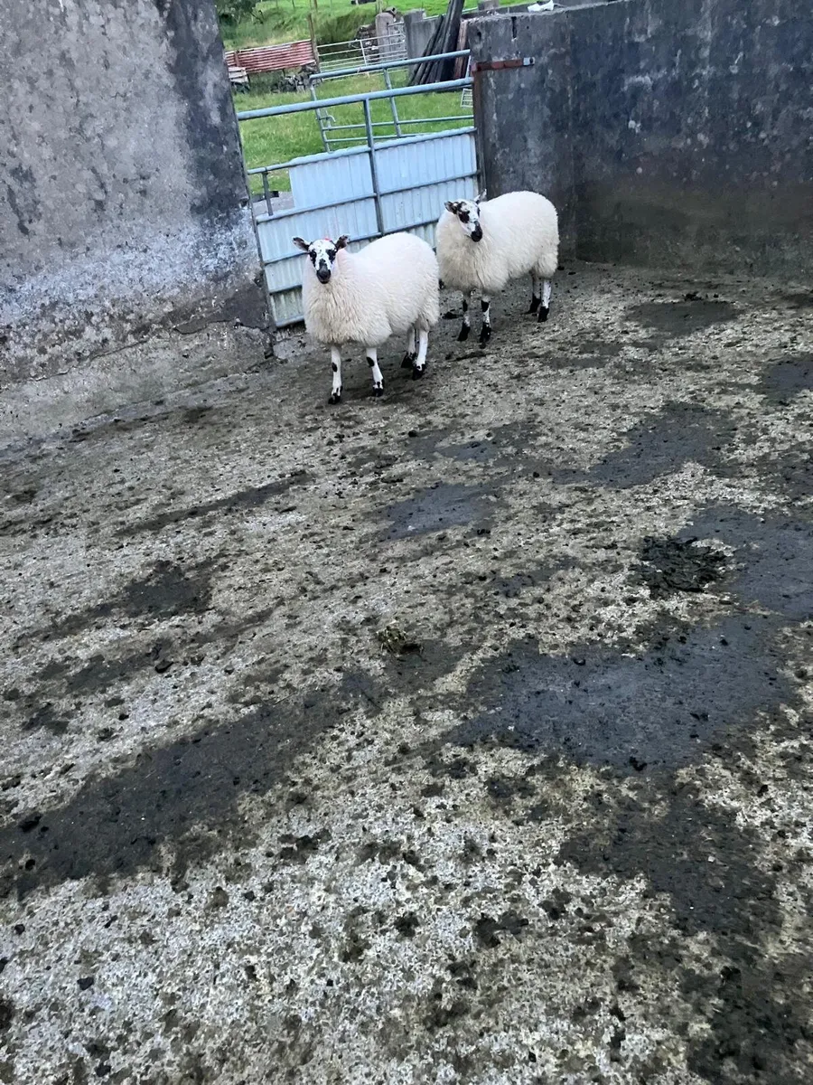 Cheviot x lambs - Image 3