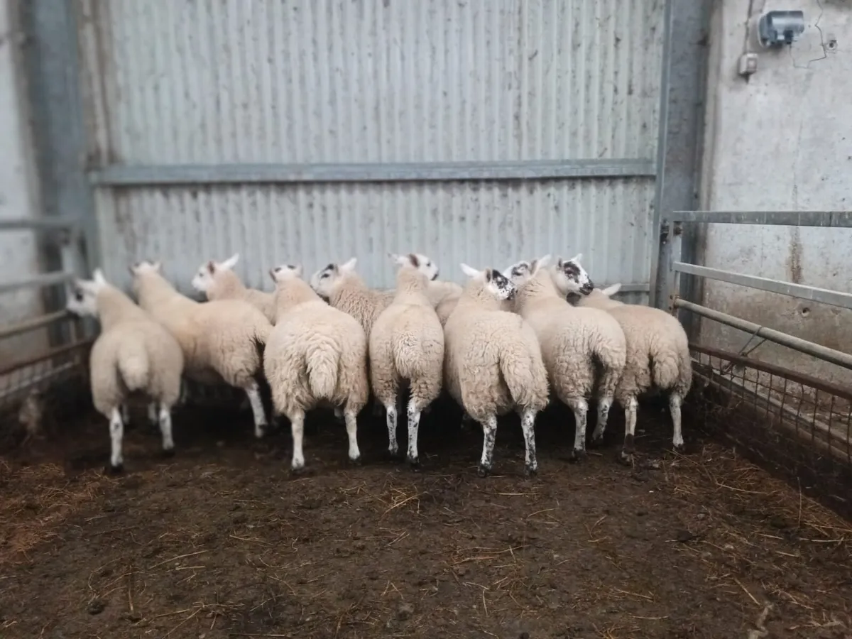 Cheviot x lambs - Image 4