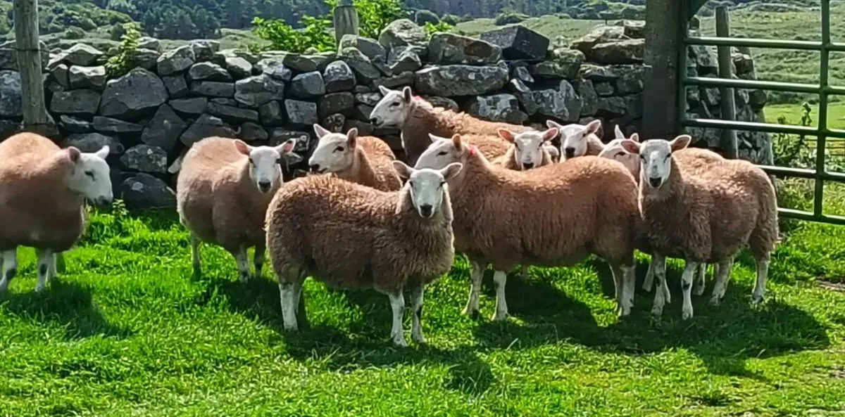 Cheviot x lambs - Image 1