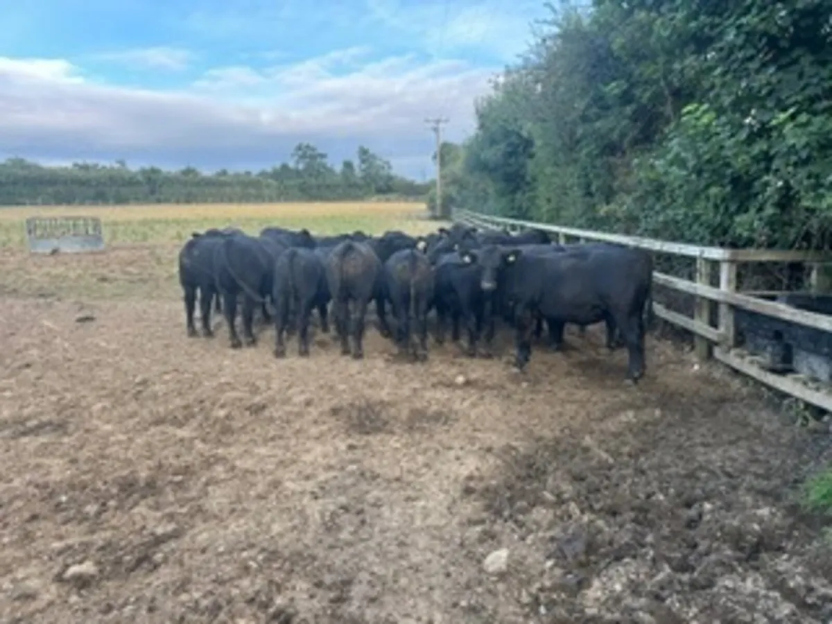 Easy Calving Pedigree Angus bulls for sale - Image 2
