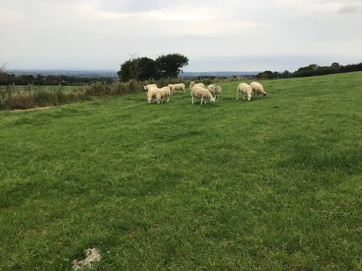 11 Texel Hogget Ewes - Image 2