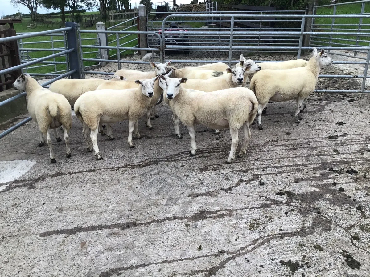 11 Texel Hogget Ewes - Image 3