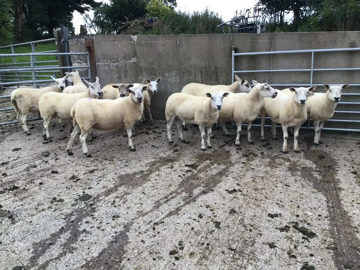 11 Texel Hogget Ewes - Image 4