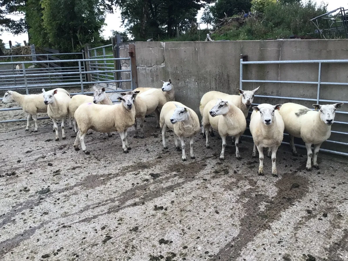 11 Texel Hogget Ewes - Image 1