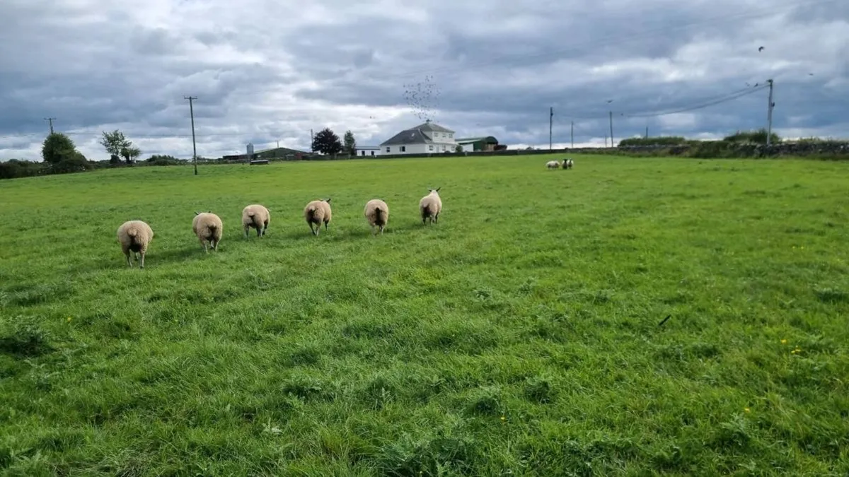 Bleu du maine rams - Image 2