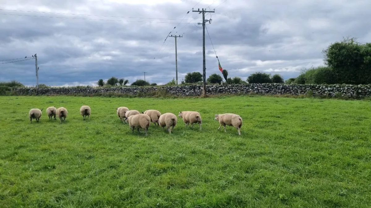 Bleu du maine rams - Image 3