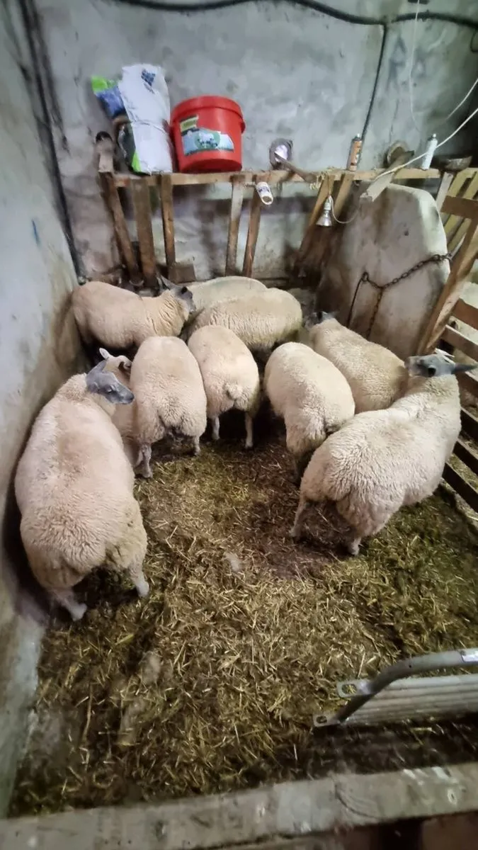 Bleu du maine rams - Image 4