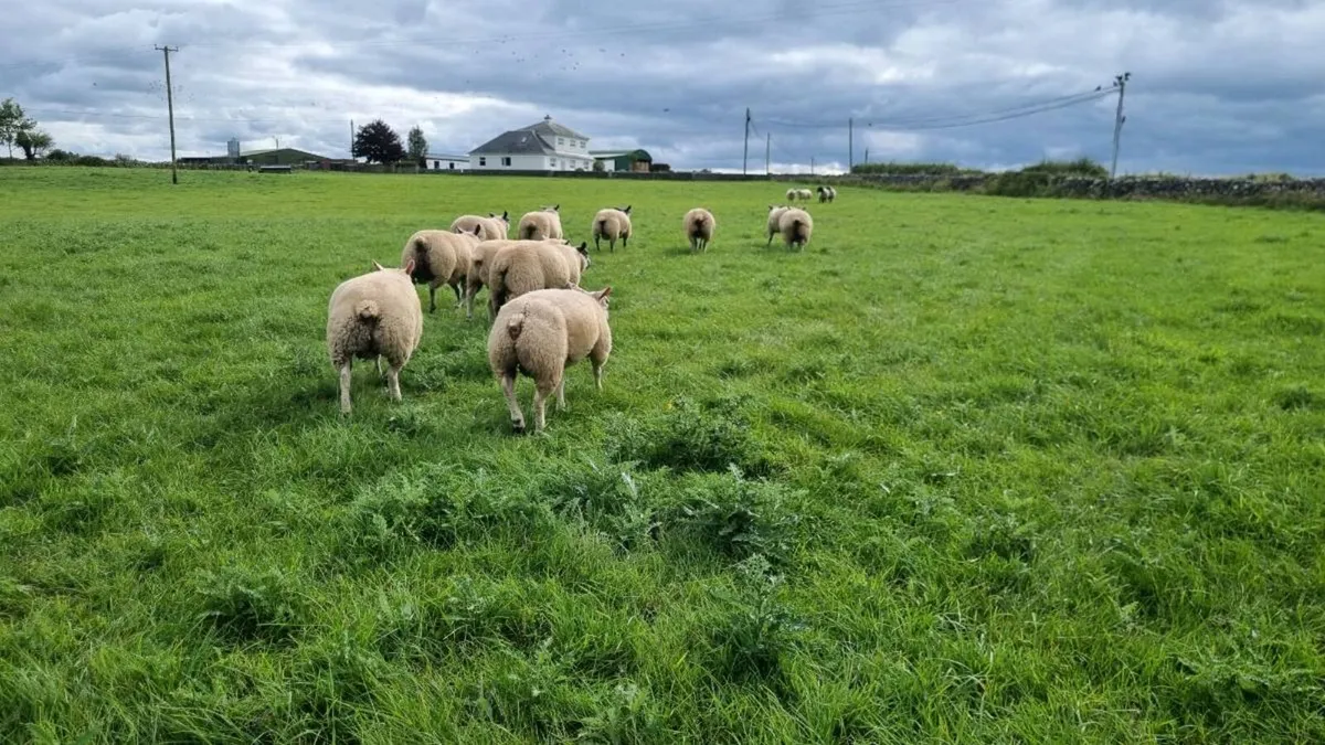 Bleu du maine rams - Image 1
