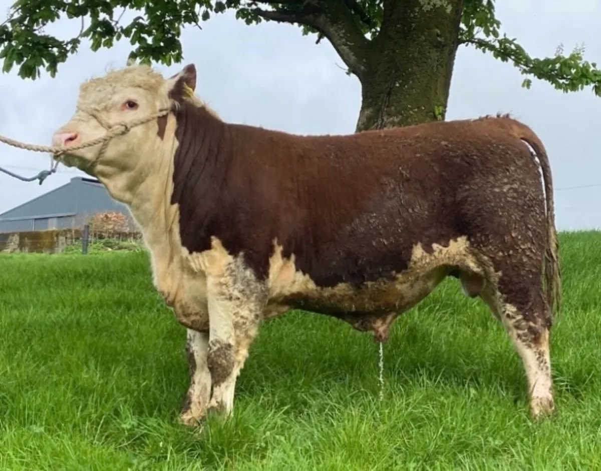 Pedigree Hereford bulls - Image 2