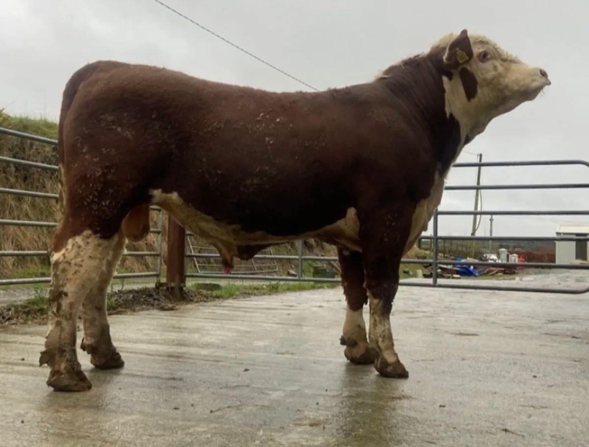 Pedigree Hereford bulls - Image 4