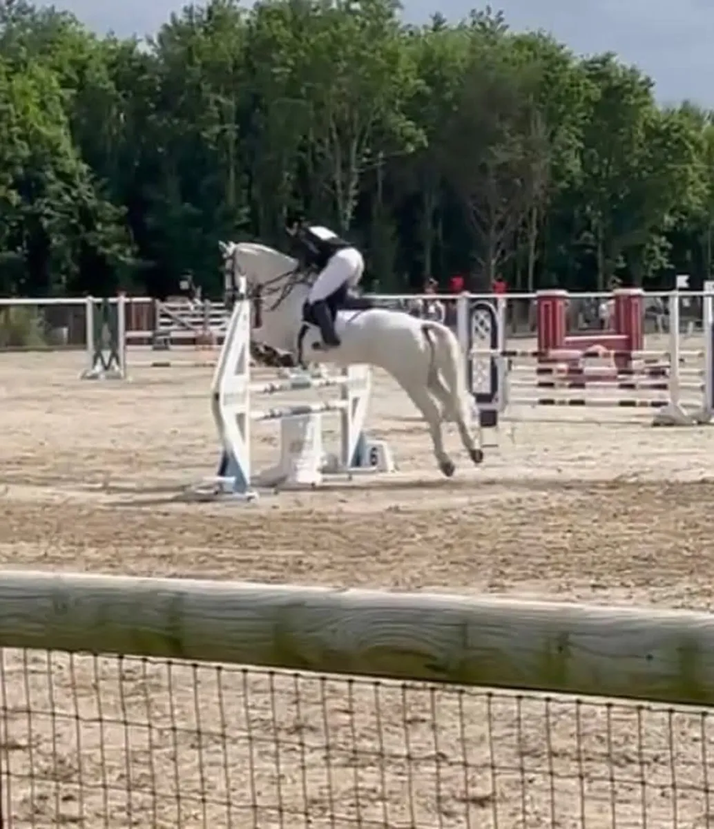 15.2hh Grey Mare - Image 2