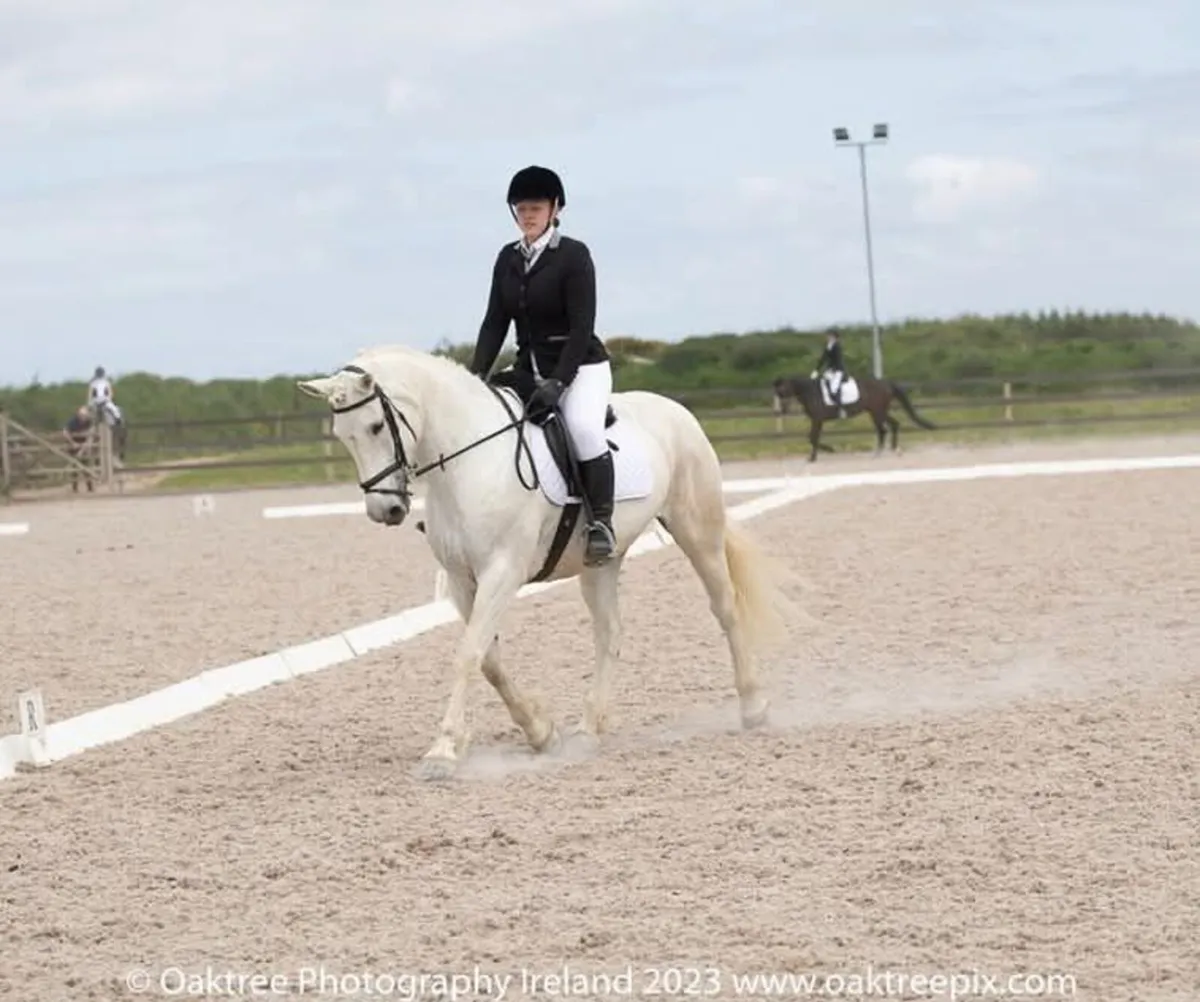 15.2hh Grey Mare - Image 1