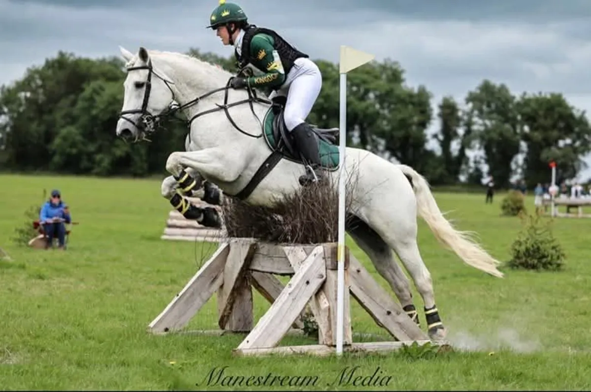 15.2hh Grey Mare - Image 3