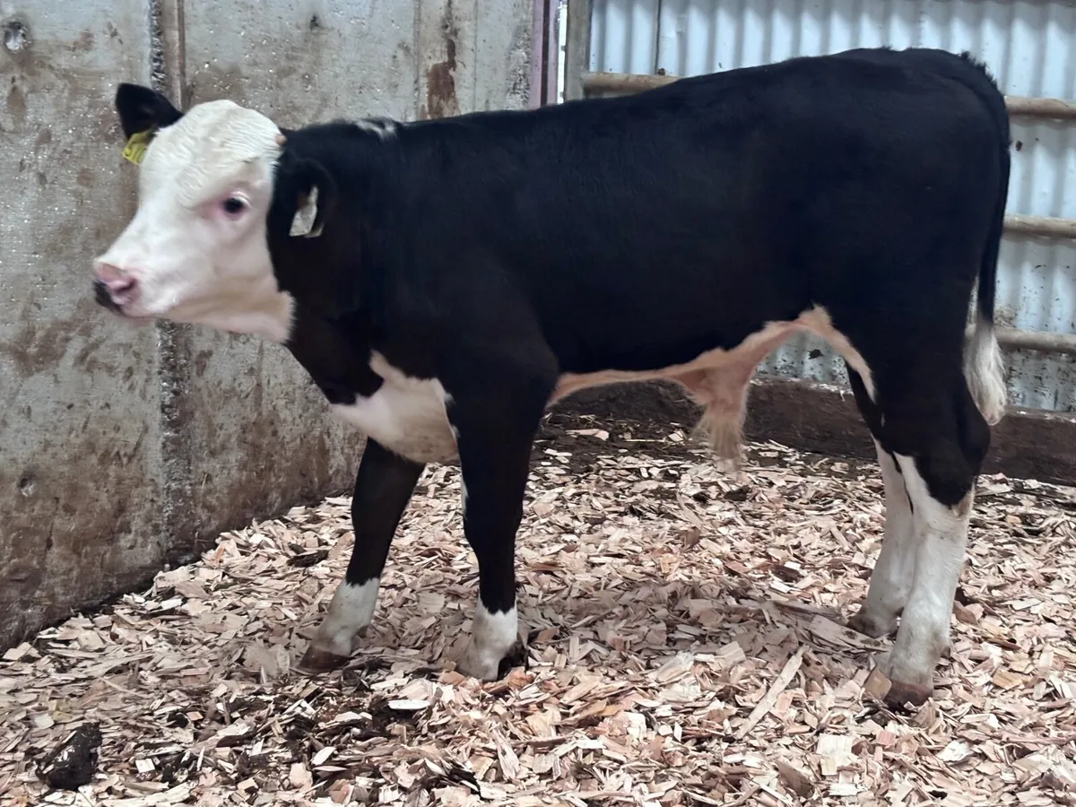 6 grass calves for sale @€695 - Image 3
