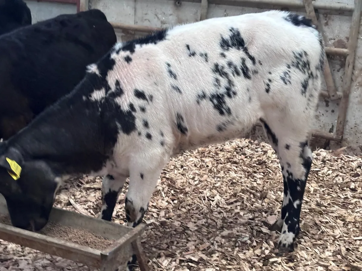 6 grass calves for sale @€695 - Image 4