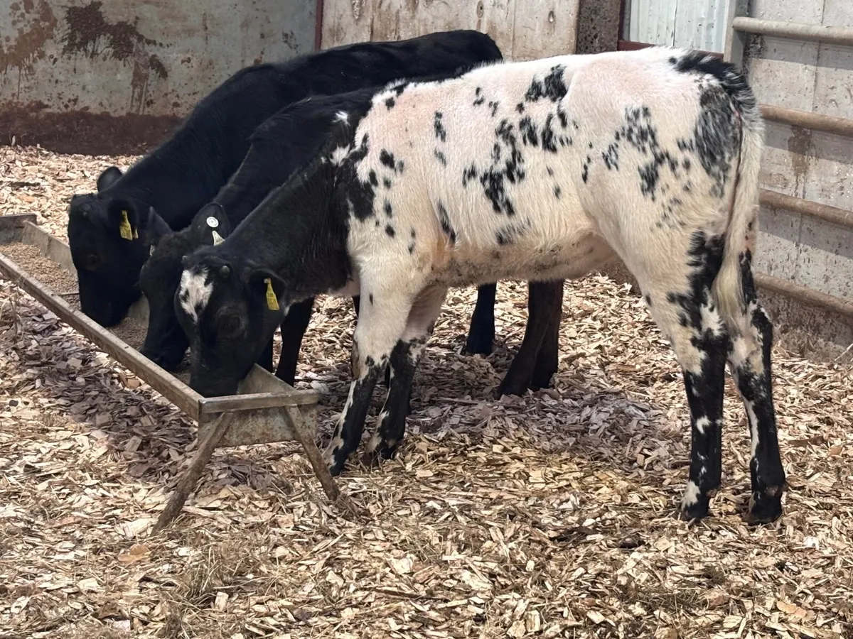 6 grass calves for sale @€695 - Image 2