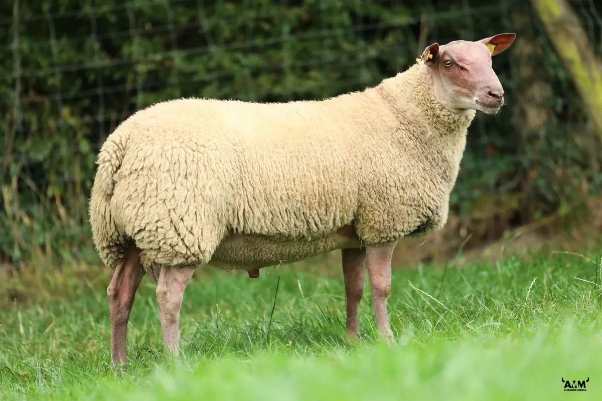 Rouge SIS Rams - Image 2