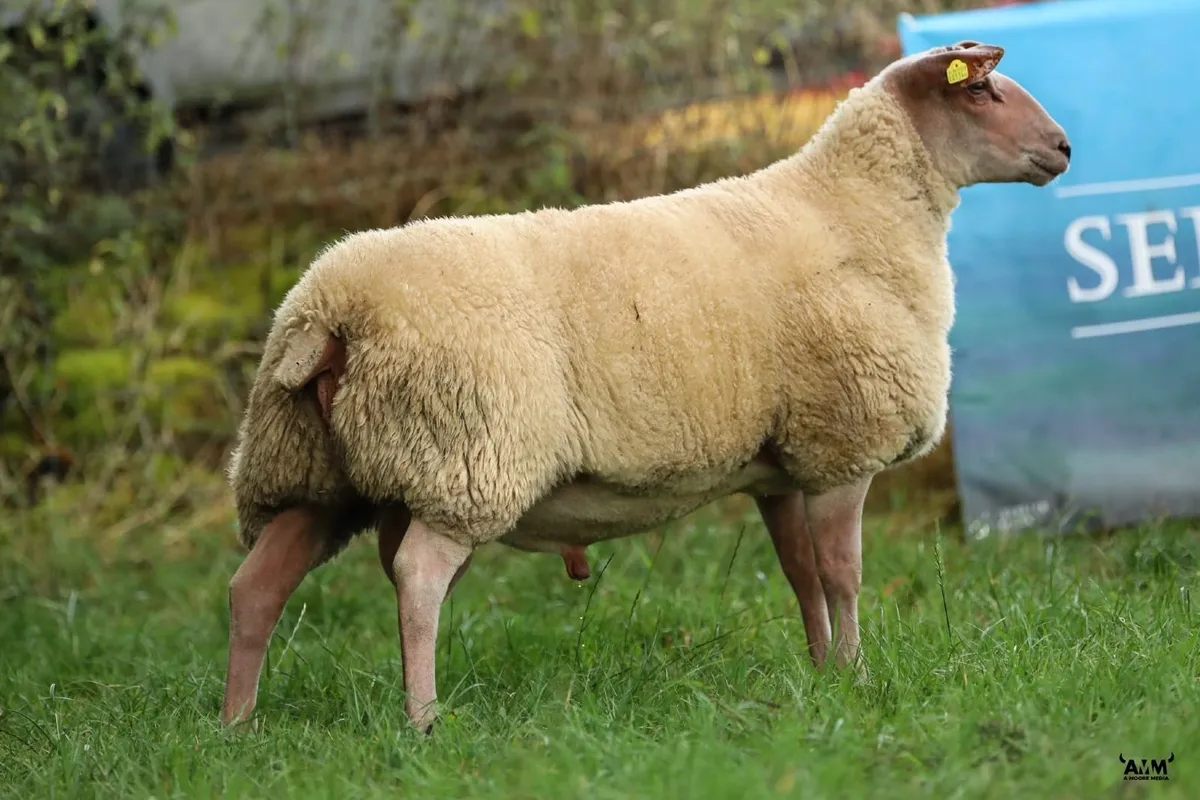 Rouge SIS Rams - Image 3