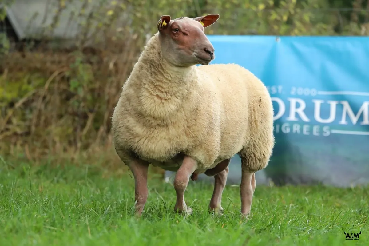 Rouge SIS Rams - Image 4