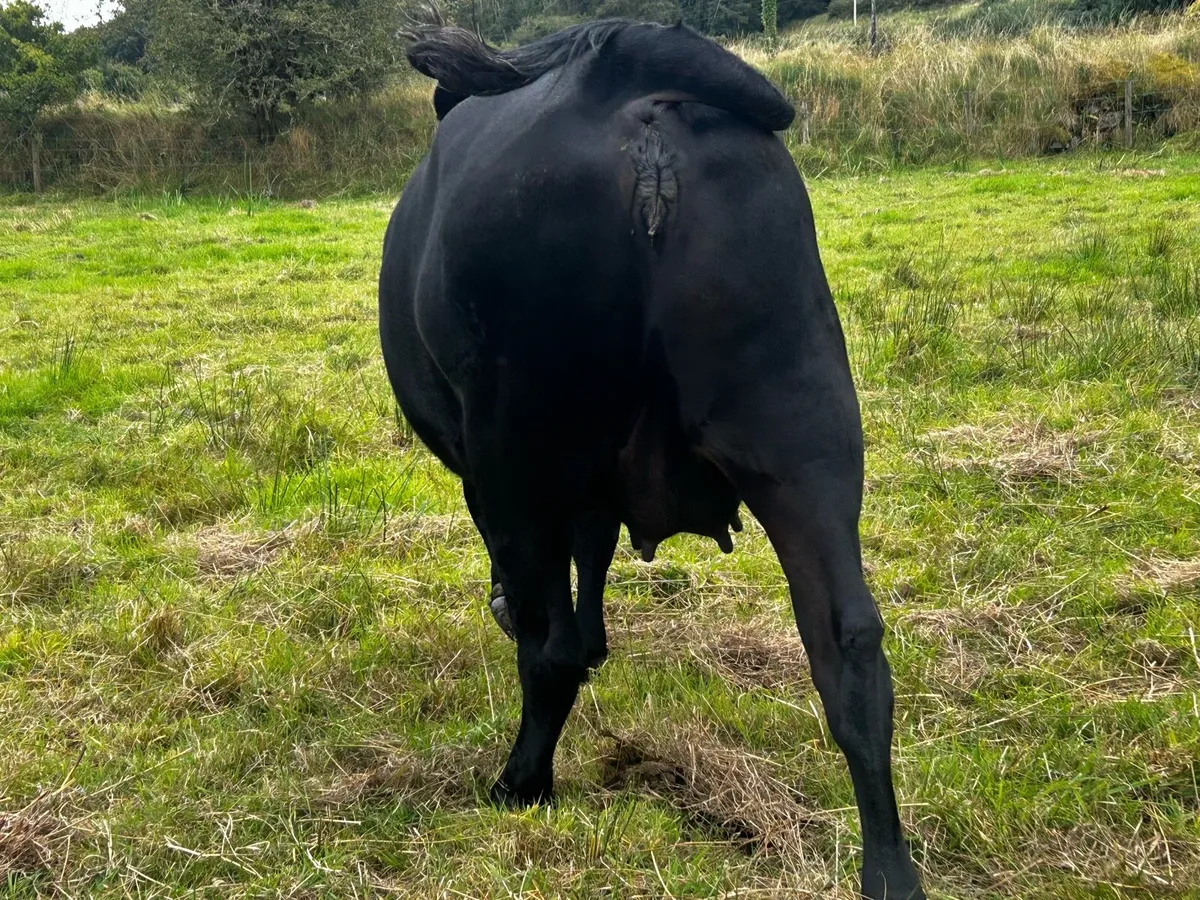 Black Limousin In-Calf Heifer - Image 2