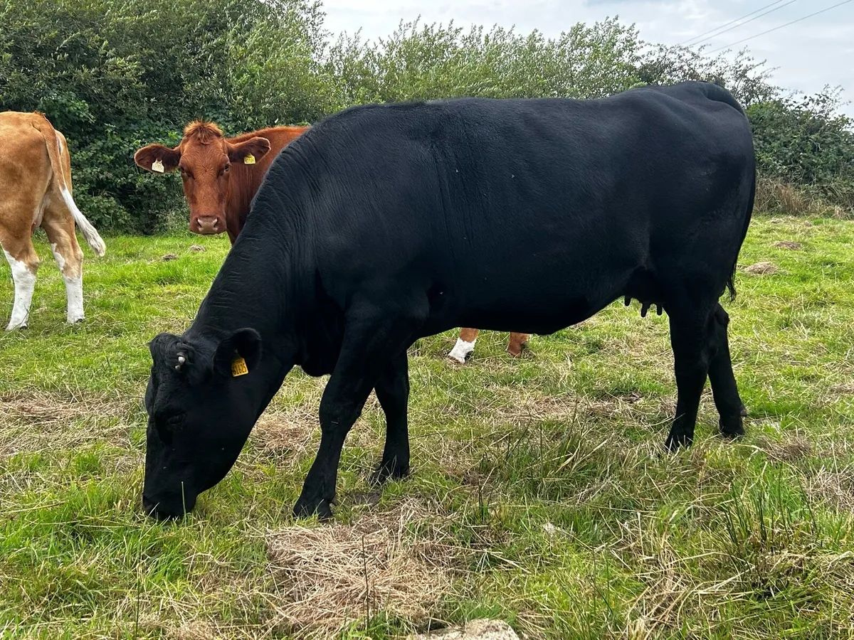 Black Limousin In-Calf Heifer - Image 3