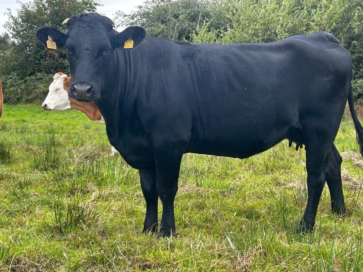 Black Limousin In-Calf Heifer - Image 4