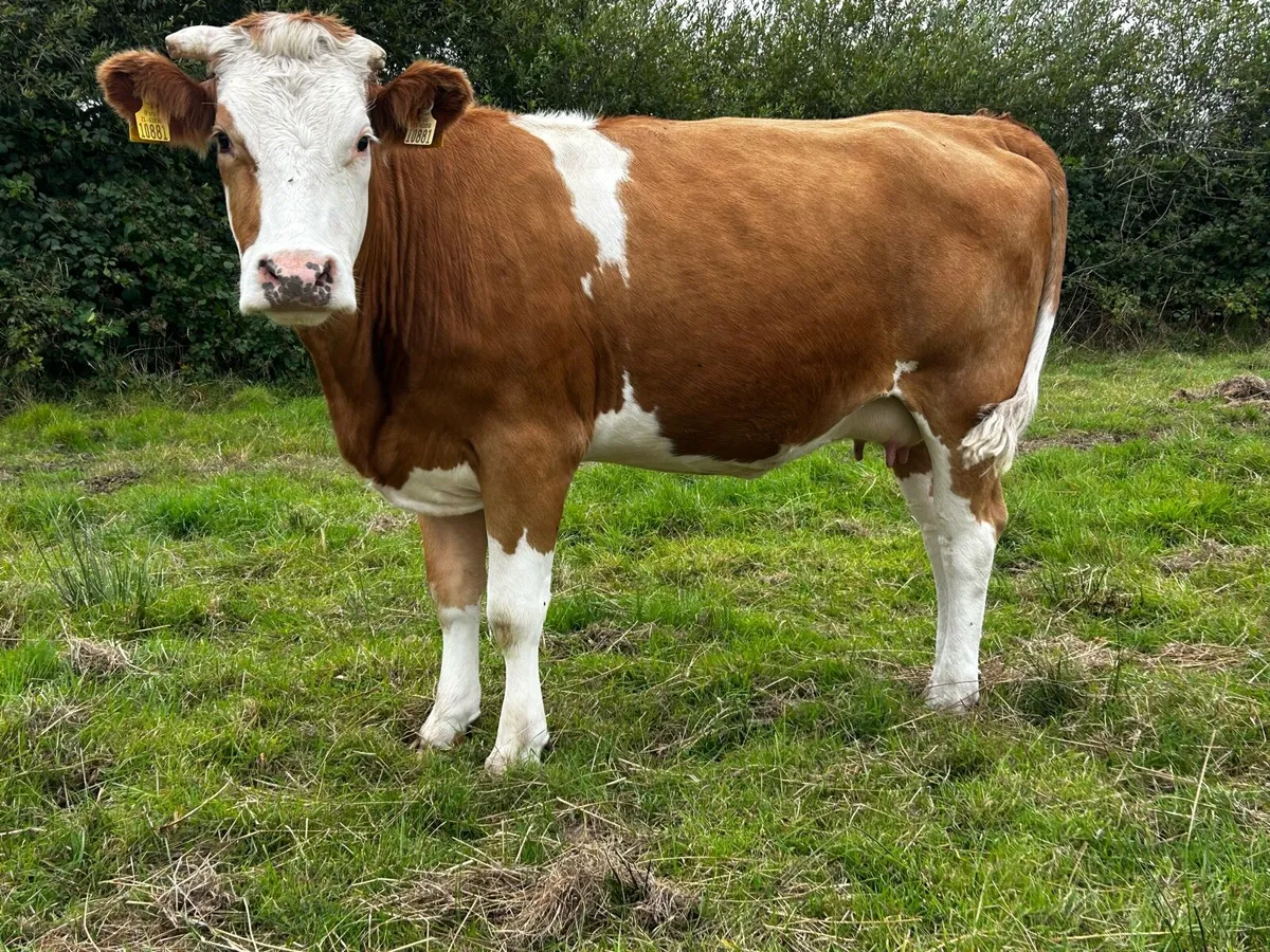In-Calf Simmental Heifer - Image 2
