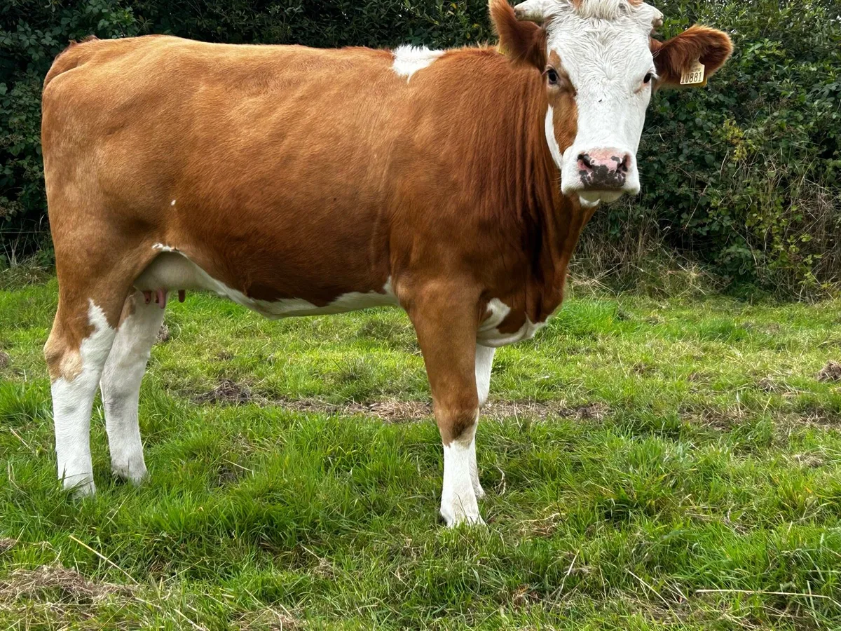 In-Calf Simmental Heifer - Image 3