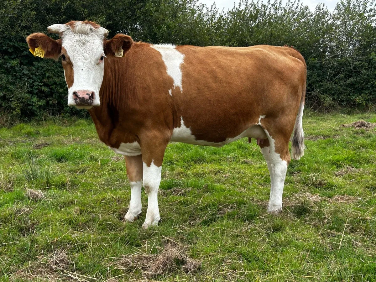 In-Calf Simmental Heifer - Image 4