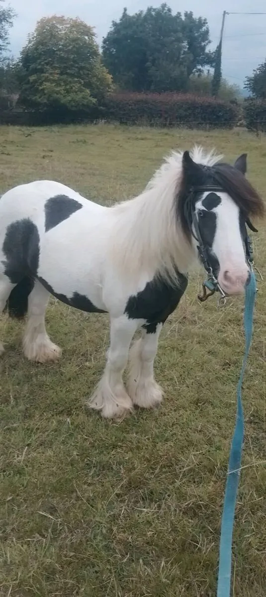 Stallion - Image 2