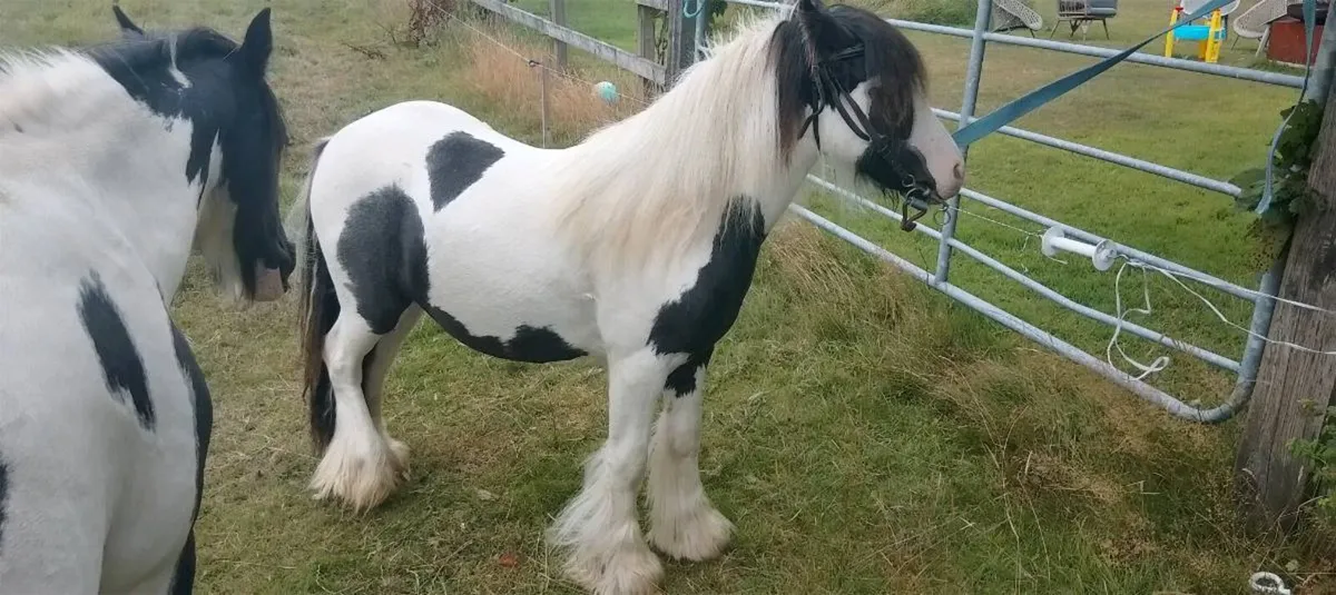 Stallion - Image 3