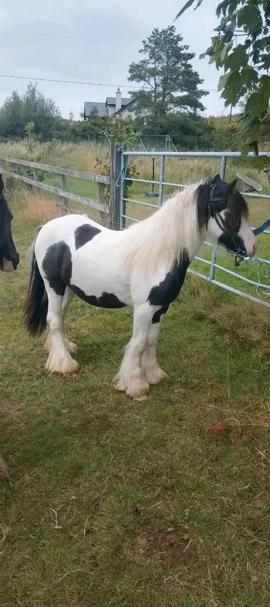 Stallion - Image 1