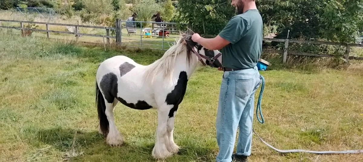 Stallion - Image 4
