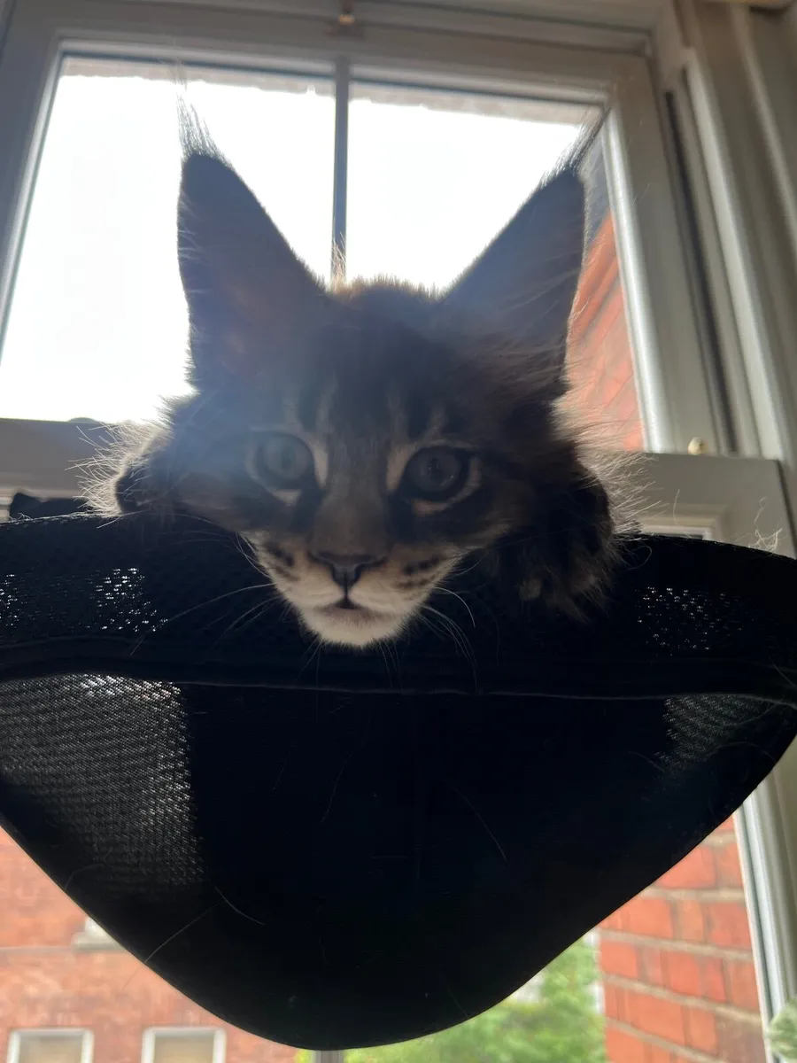 Maine Coon Kitten - Image 1