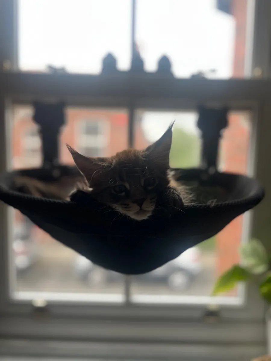 Maine Coon Kitten - Image 2