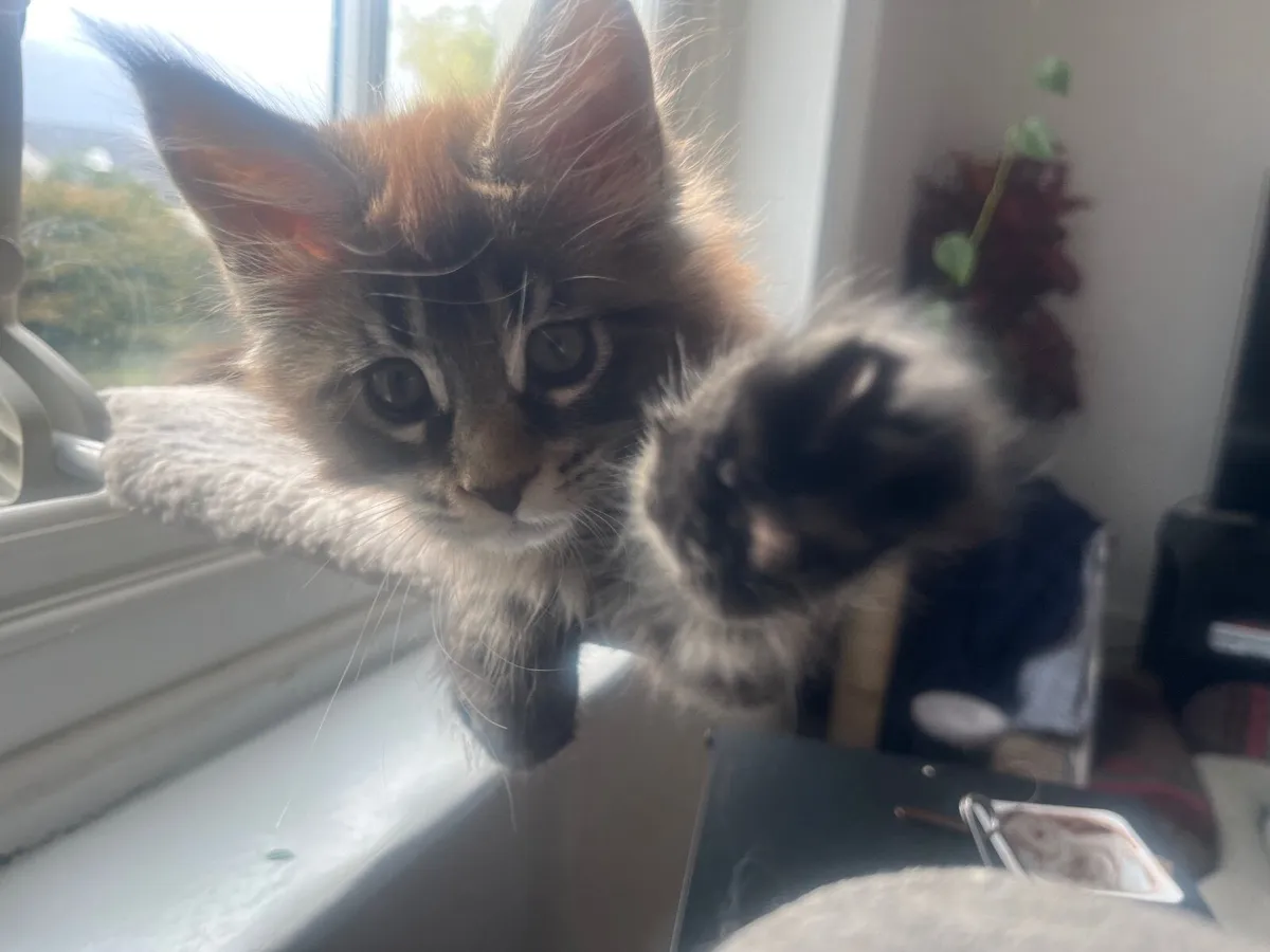 Maine Coon Kitten - Image 3