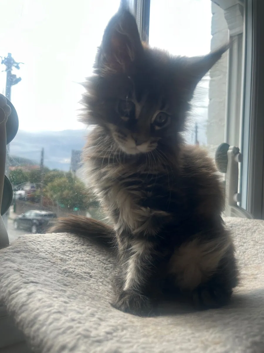 Maine Coon Kitten - Image 4