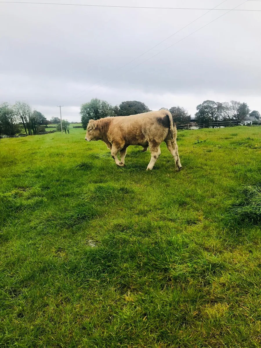 CH Weanling Show and Sale - Image 2